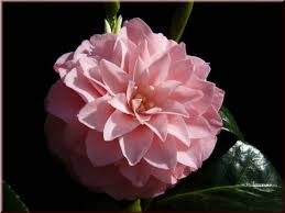 Kamelie Betty Ridley