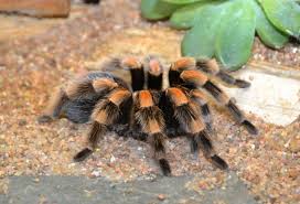 If you enjoy keeping tarantulas, you're in good company. Pet Tarantula Pets Australia