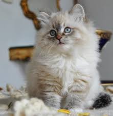 Account Suspended Sevimli Kedi Yavrulari Sevimli Kopek Yavrulari Sevimli Kediler
