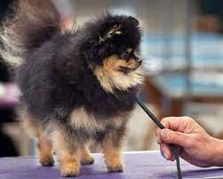 How To Treat Black Skin Disease In Pomeranians Spinning Pom
