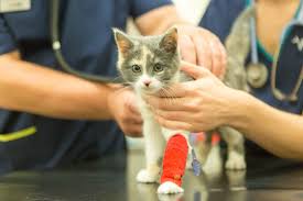 Kitties need several immunizations during their first year to protect them against serious diseases. Cat Vaccinations Kitten Vaccinations All You Need To Know Vets Now