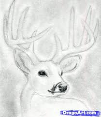 How To Draw A Deer Head Buck Dear Head Step By Step Realistic Drawing Technique Free Online Drawing Tutorial Deer Drawing Drawings Raccoon Illustration