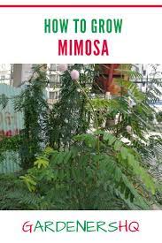 Mimosa Growing Wildly In Vietnam Plants Invasive Plants Sensitive Plant