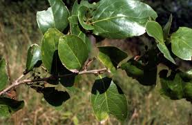 Image result for Flacourtia indica