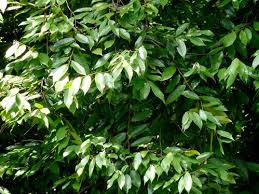 Image result for Ellipanthus