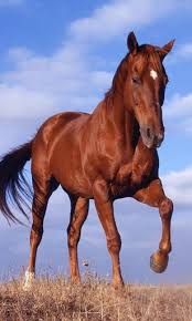 This images is high definition,download and install the free application. Free Download View Bigger Horse Hd Live Wallpapers For Android Screenshot 307x512 For Your Desktop Mobile Tablet Explore 46 Horses Live Wallpaper Horse Wallpaper For Kindle Horse Wallpaper Screensavers