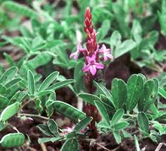 Image result for Striga gesnerioides