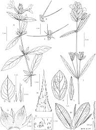 Il est assez large et. A Taxonomic Revision Of Acanthaceae Tribe Barlerieae In Angola And Namibia Part 1 Springerlink