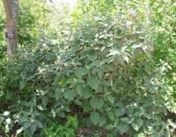 Image result for Barleria albostellata