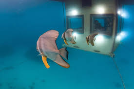 The Manta Resort Tanzania Rhino Africa