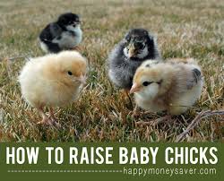 Home chicken topics chicken care how and when to give a chicken a bath. How To Raise Baby Chicks A Beginners Guide With Pictures