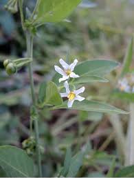 Image result for Solanum chenopodioides