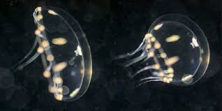 Just How Flexible Are Jellyfish Jellyfish Propulsion Interesting Things