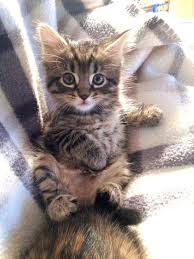 Click The Photo For More Adorable And Cute Cat Videos And Photos Cutecats Catl Crazy Cats Kittens Cutest Cute Cats Kitten Pictures