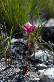 Image result for Disa cryptantha