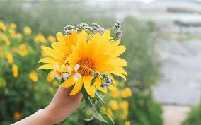 Bunga matahari dalam bahasa latin (helianthus annuus l) merupakan salah satu jenis bunga yang tumbuh mekar dalam satu tahun sekali (musiman). Koleksi Bunga Matahari Liar Yang Paling Indah