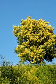 Image result for Mimosa 1989 Tracer