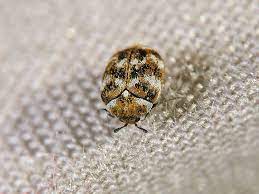 If you would like a free no obligation quote, please call us on 0800 112 3480 or fill in the form on the right. Best Ways To Detect And Treat Carpet Beetles Acacia Pest Control Geelong