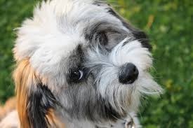 are havanese dogs smart heres why theyre highly intelligent