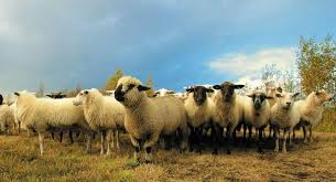 Image result for b12 deficiency in other animals