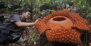 Namun patut saya ceritakana karena ini merupakan pengalaman yang tidak terlupakan. 9 Tanaman Berbentuk Paling Aneh Dan Tempat Untuk Menemukannya Merdeka Com