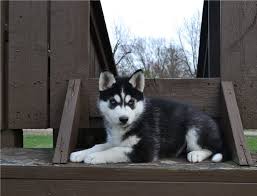 For the best experience, we recommend you upgrade to the latest version of chrome or. Adorable Siberian Husky Puppies Near Me Home Facebook