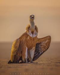 Birds Of Prey Free Movie Reddit The Griffon Vulture Gyps Fulvus Is A Large Old World Vulture In The Bird Of Prey Family Accipitridae It Is Also Known As The Eur Birds Of Prey Birds Animals