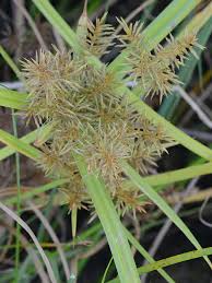 Image result for Cyperus obtusiflorus