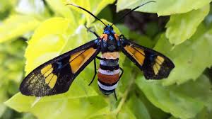 Flying Colours Bed Bug Bites Dragonfly Insect Animal Photo
