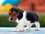Teacup Dogs That Don T Shed
