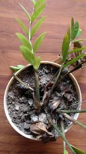 If not, add sand or clay pebbles to ensure proper drainage. Root Rot In Indoor Plants Gardening Landscaping Stack Exchange