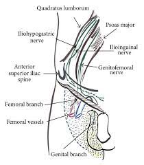 These can be serious so i would not wait to check it out. Anatomy Of Nerves Around The Inguinal Region Download Scientific Diagram