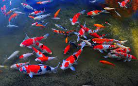 The oldest koi on record was it lived in a pond that was in a stable area (read low geologic activity) and was passed down from generation. Koi Pond Wallpapers Top Free Koi Pond Backgrounds Wallpaperaccess