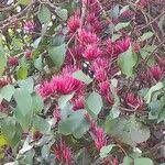 Image result for Tapinanthus dependens