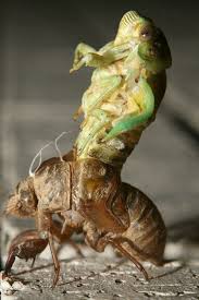 New Day New Cicada Beautiful Bugs Animals Insects
