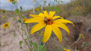 Image result for Tithonia tubaeformis