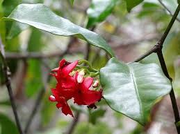 Image result for Alafia caudata