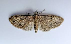 Image result for Eupithecia tripunctaria