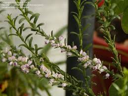 Image result for Muraltia