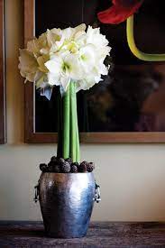 Sensational Amaryllis Arrangement Amaryllis Arrangement Amaryllis Arrangement Christmas Beautiful Flower Arrangements