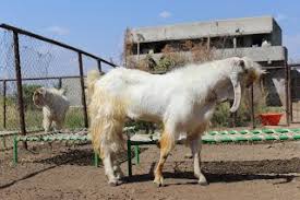 Average daily yield varies from 1.0 to 1.5 kg per day with a total lactation yield of about 175 kg. Goat Breeds Goat Breeds Are Some Of The Oldest Defined Animal Breeds For Which Breed Standards And Production Records Have Been Kept Selective Breeding Of Goats Generally Focuses On Improving Production Of Fiber Meat Dairy Products Or Goatskin