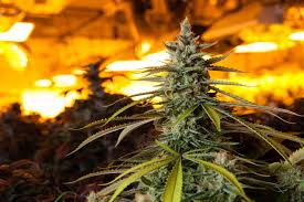 It will help you learn about the plant, while not having to invest too much time, money, and other resources into it when growing marijuana at home. No Texas Law Against Growing Marijuana But It S Still A Crime Fulgham Law Firm