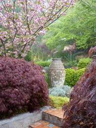 Lathouris Garden Traditional Landscape Sydney Arthur Lathouris Garden Designer Traditional Landscape Japanese Garden Flowering Cherry Tree