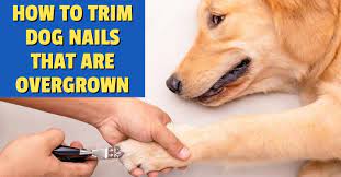 Once the length and shape are right, polish each nail by moving the grinder in a circular motion around the tip. How To Trim Dog Nails That Are Overgrown Dog Endorsed
