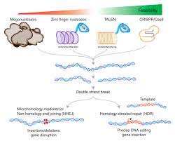 It houses the cell's chromosomes, and is the place where almost all dna replication and rna synthesis (transcription) occur. Genome Editing Wikipedia