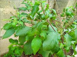 Image result for Ocimum gratissimum