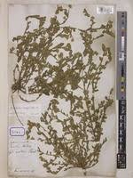 Image result for Sphaeranthus gazaensis