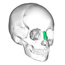 File Nasal Bone Anterior2 Png Wikimedia Commons