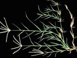 Image result for Cynodon incompletus