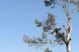Durance tree service of jacksonville is dedicated to providing the highest quality of service possible. Tree Service Jacksonville Nc Tree Removal Tree Trimming
